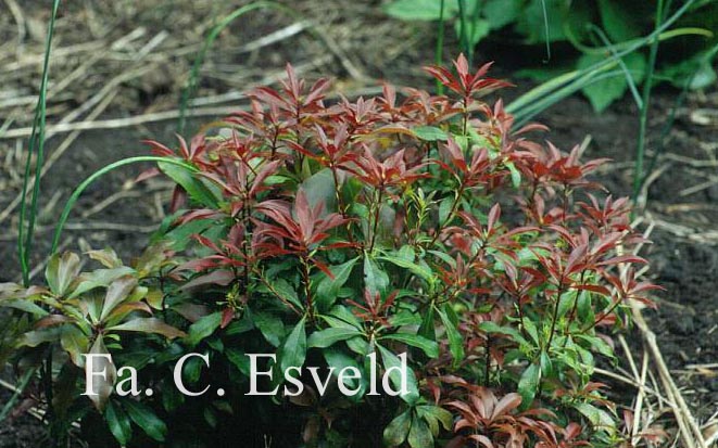 Pieris japonica 'Red Mill'