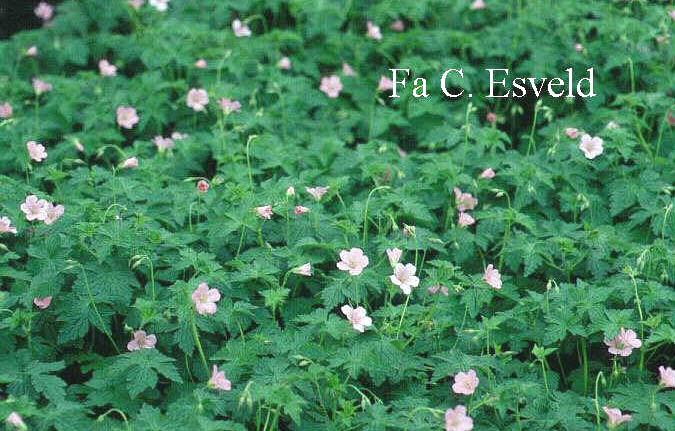 Geranium endressii 'Wargrave Pink'