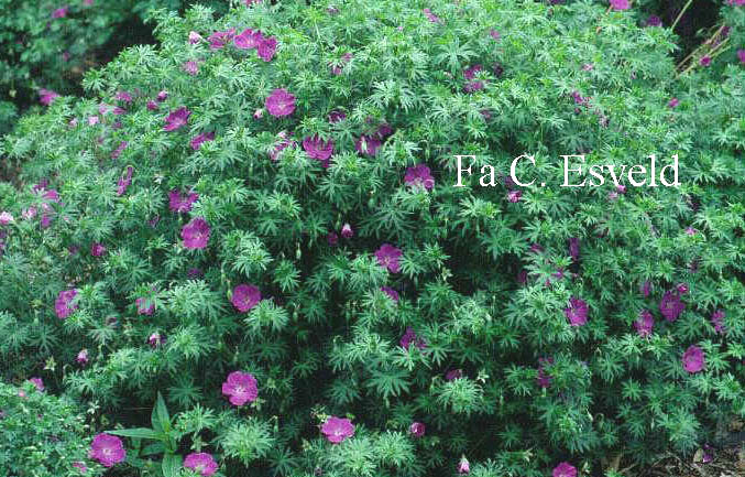 Geranium sanguineum