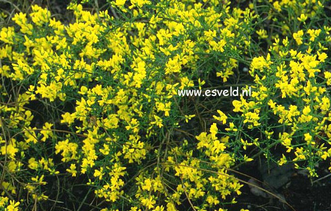 Genista lydia