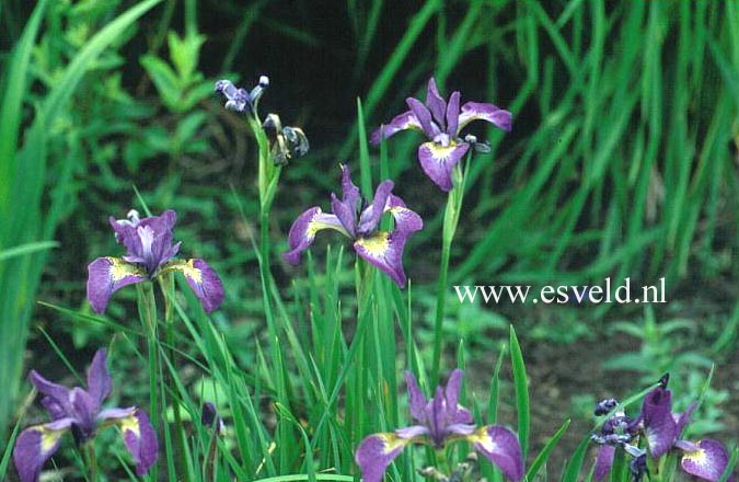 Iris sibirica 'Sparkling Rose'