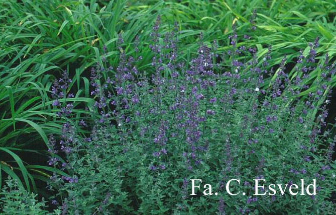 Nepeta 'Walker's Low'