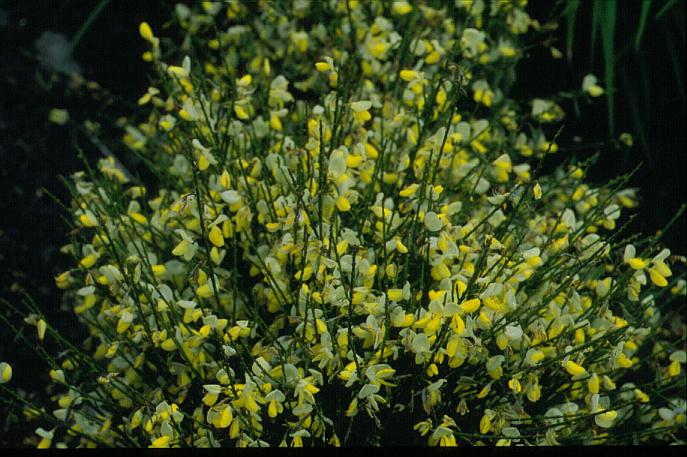 Cytisus 'Dukaat'