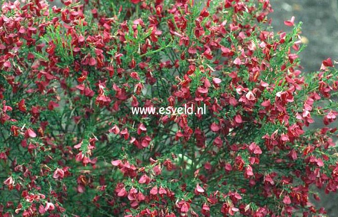 Cytisus praecox 'Boskoop Ruby'