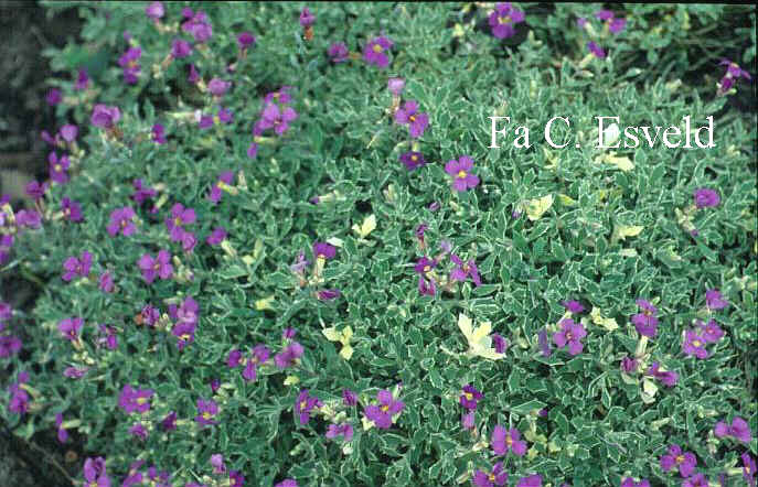 Aubrieta 'Argenteovariegata'