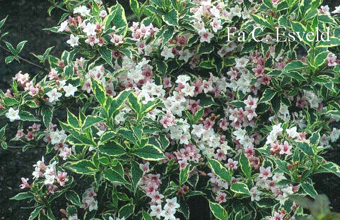 Weigela 'Nana Variegata'