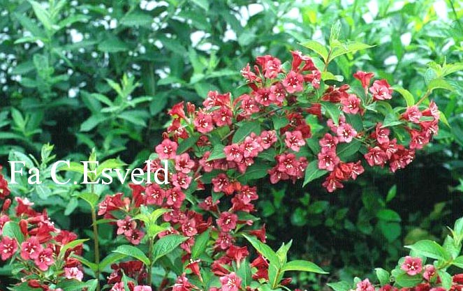 Weigela 'Eva Supreme'