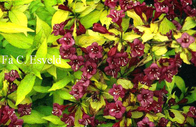 Weigela 'Looymansii Aurea'