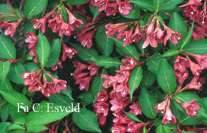 Weigela 'Courtalor' (CARNAVAL)