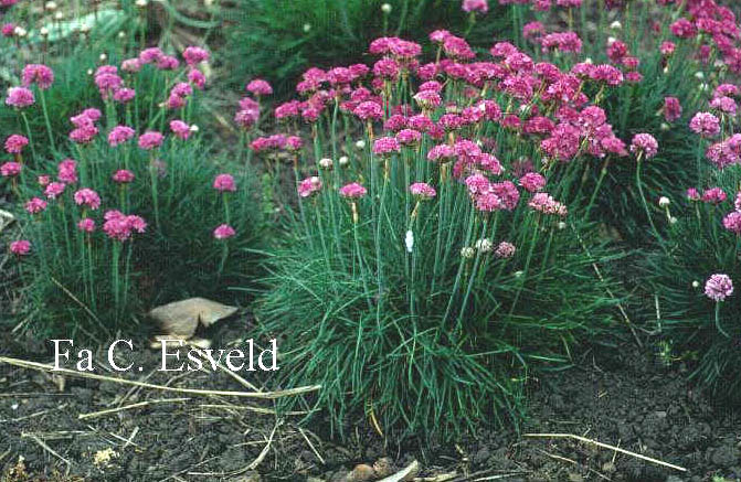 Armeria maritima 'Splendens'