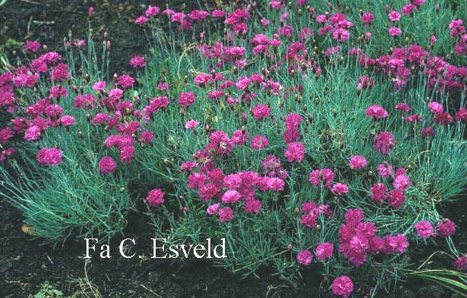 Dianthus 'Duchess of Fife'