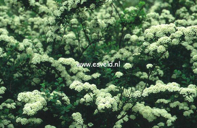 Spiraea nipponica (7297)