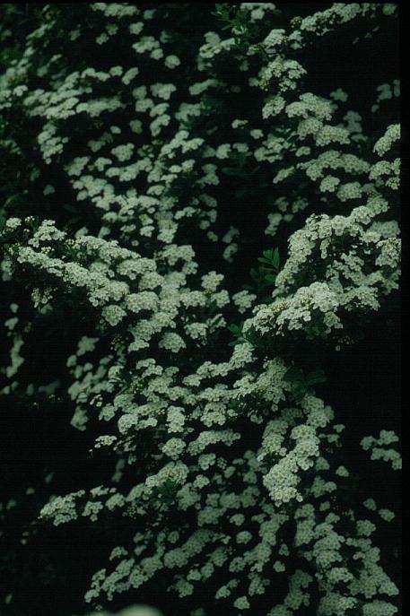 Spiraea nipponica 'Snowmound'