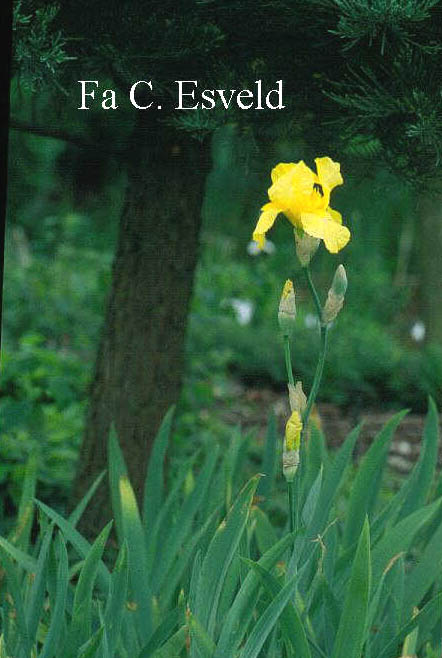 Iris germanica 'Ola Kala'