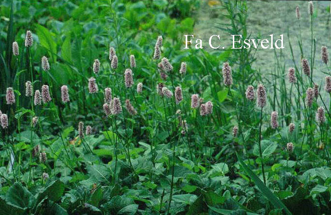 Persicaria bistorta 'Superba'