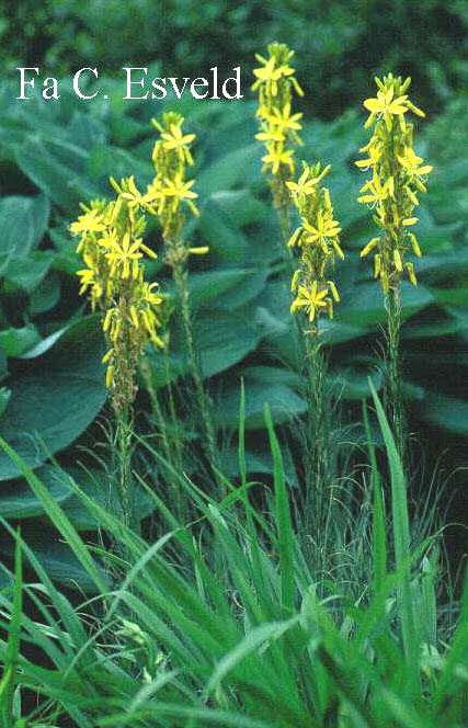 Asphodeline lutea