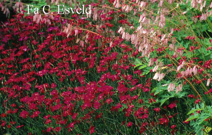 Dianthus deltoides 'Flashing Light'