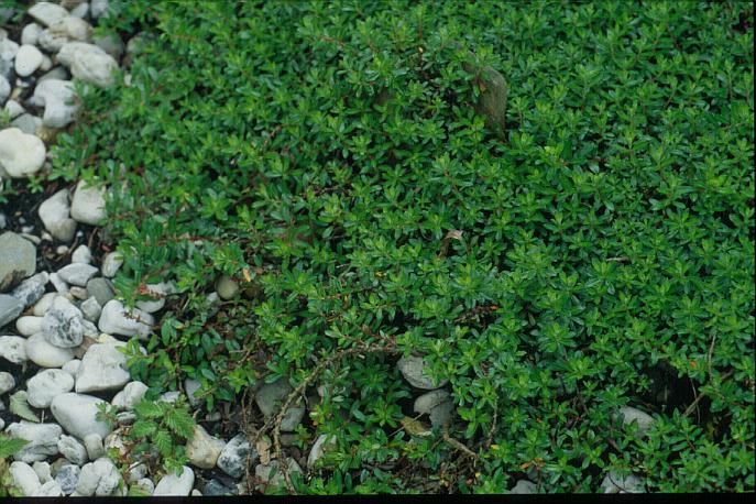 Salix hylematica