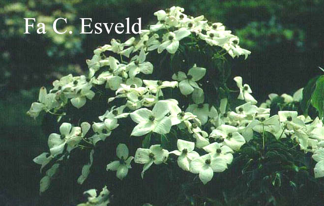 Cornus kousa