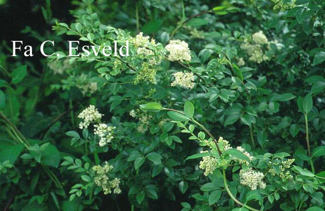 Ligustrum delavayanum