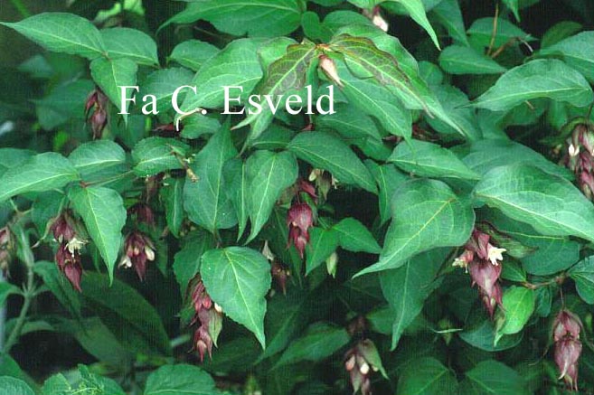 Leycesteria formosa 'Purple Rain'