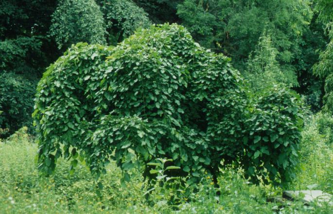 Morus alba 'Pendula'