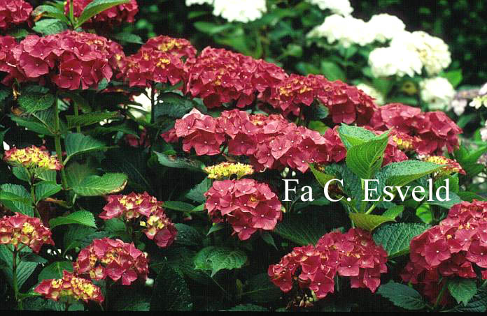 Hydrangea macrophylla 'Glowing Embers'