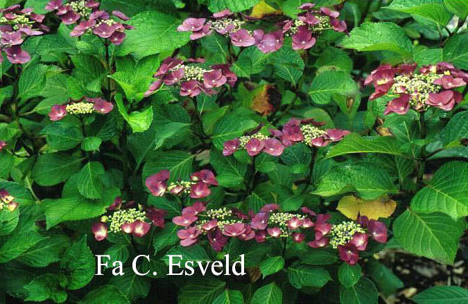 Hydrangea macrophylla 'Geoffrey Chadbund'