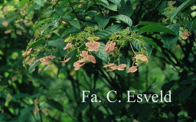 Hydrangea heteromalla