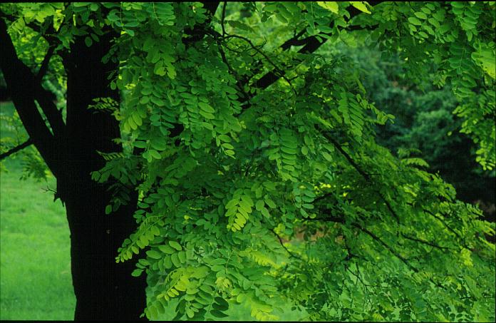 Robinia pseudoacacia 'Frisia'