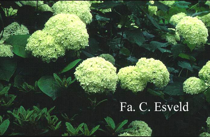 Hydrangea arborescens 'Annabelle'