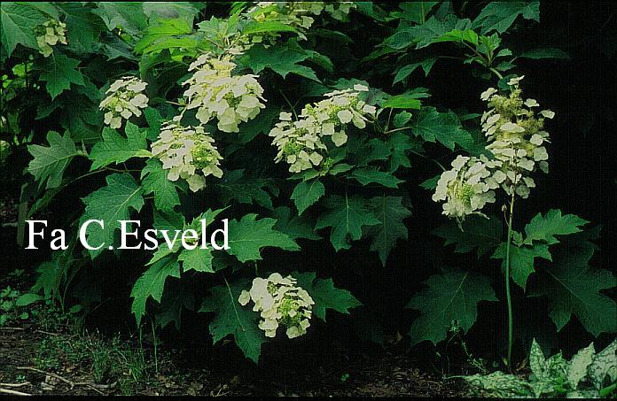 Hydrangea quercifolia 'Tennessee Clone'