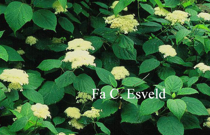 Hydrangea arborescens 'Hill of Snow'