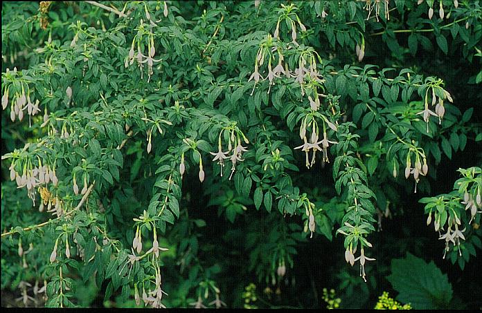 Fuchsia magellanica 'Alba'
