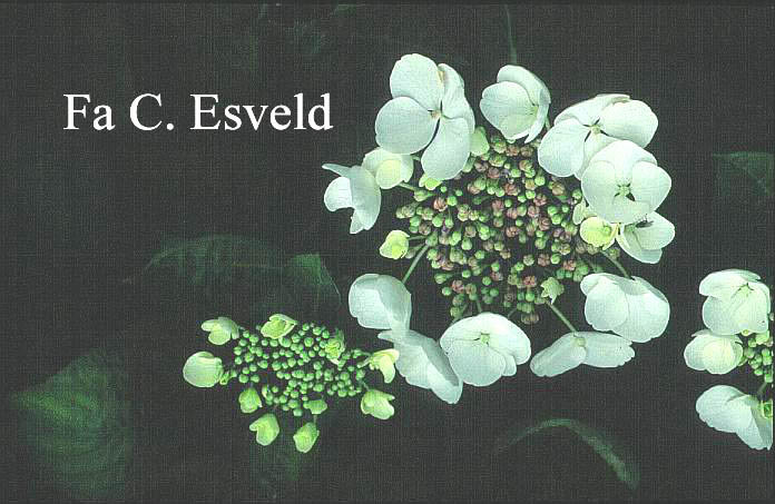 Hydrangea macrophylla 'Bachstelze'