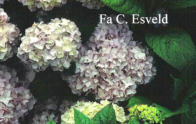 Hydrangea macrophylla 'Semperflorens','Bailmer'(ENDLESS SUMMER)