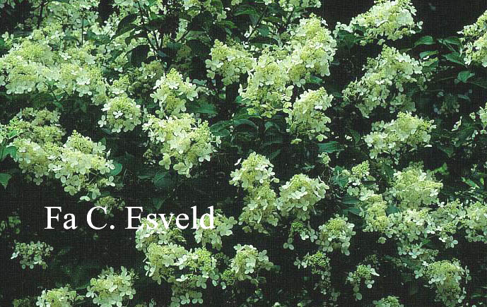 Hydrangea paniculata 'White Lace'