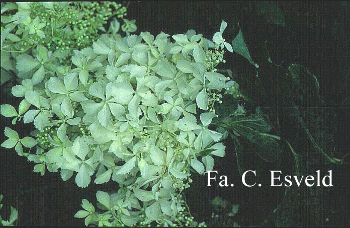 Hydrangea paniculata 'Bridal Veil'