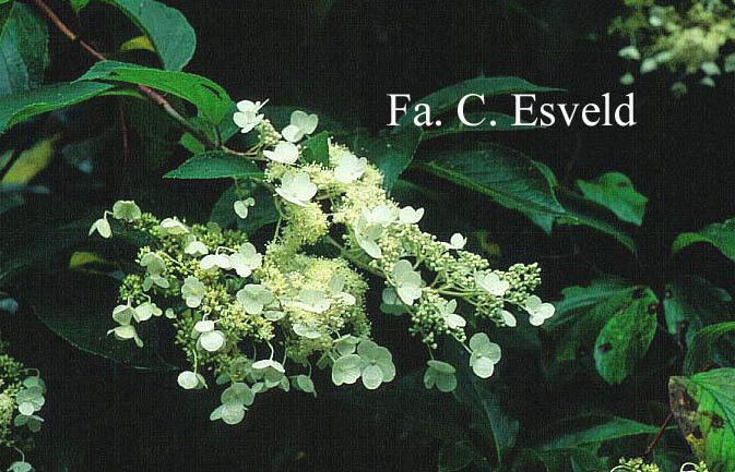 Hydrangea paniculata