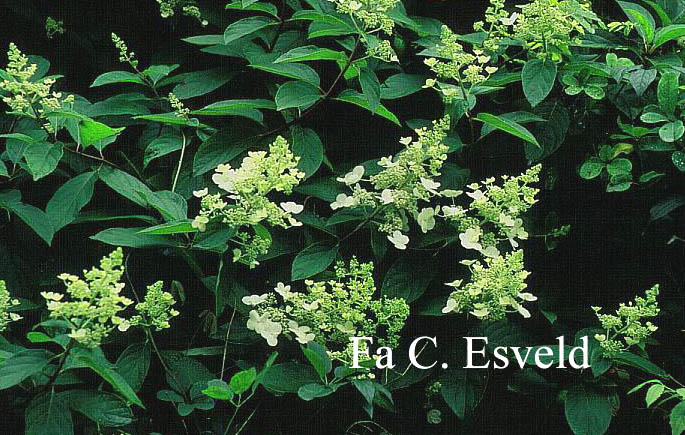 Hydrangea paniculata 'Praecox'