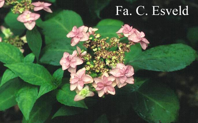 Hydrangea serrata 'Miyama yae murasaki'