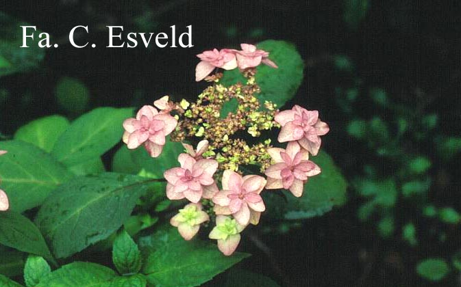 Hydrangea serrata 'Miyama yae murasaki'
