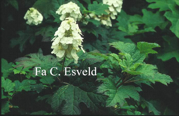 Hydrangea quercifolia 'Applause'