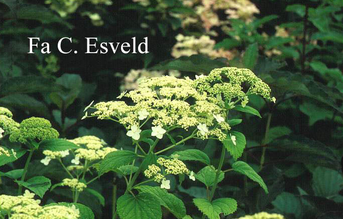 Hydrangea arborescens