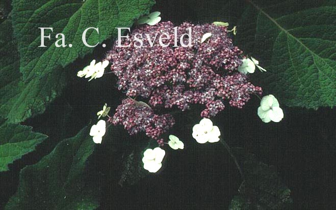 Hydrangea aspera sargentiana