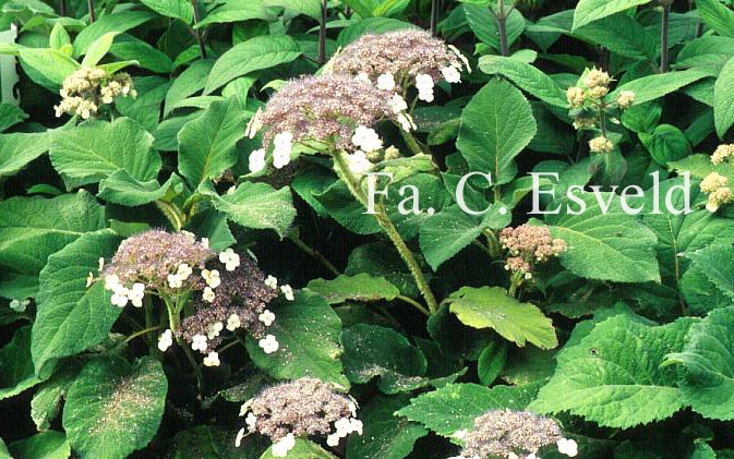 Hydrangea aspera sargentiana