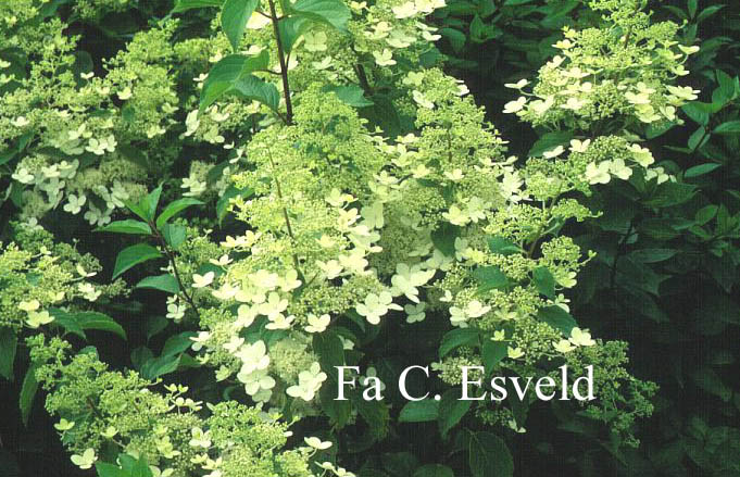 Hydrangea paniculata 'Brussel's Lace'