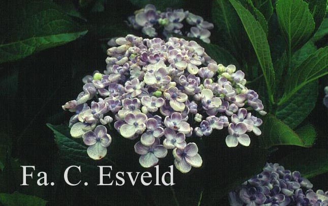 Hydrangea macrophylla 'Ayesha'