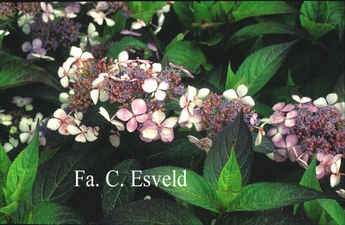 Hydrangea serrata 'Isusai jaku'