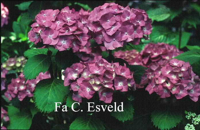 Hydrangea macrophylla 'Deutschland'